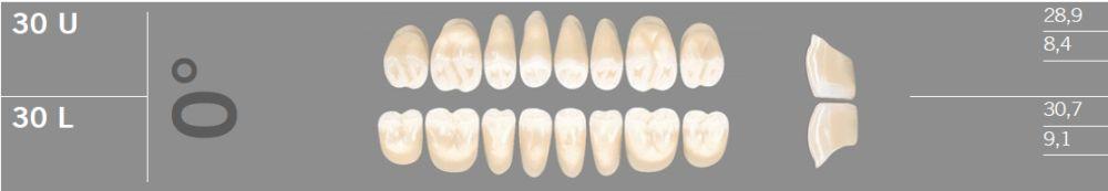 Artic kindtand 8 stk farve C4 0°-30L*