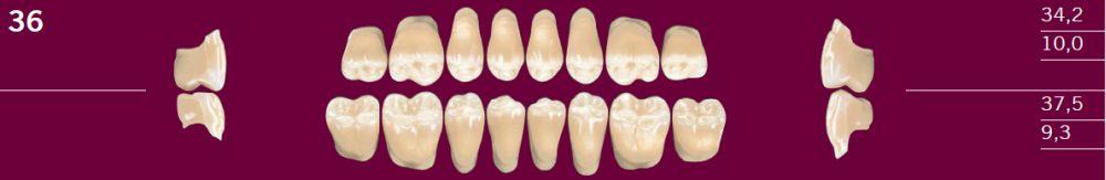 Optognath kindtand 8 stk farve 26 36 U