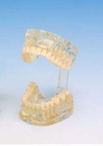 Studie Modell Transparent voksen*