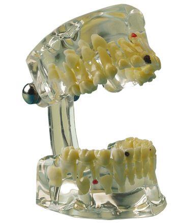 Studiemodel Transparent barn*