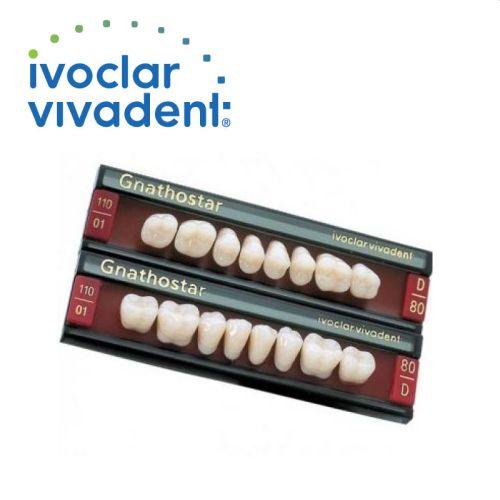 Gnathostar kindtand 8 stk farve A2 U D80*