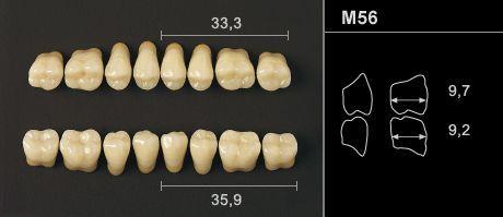 Odilux kindtand 8 stk OK farve 13 M56