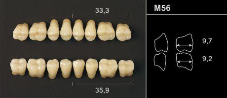 Odilux kindtand 8 stk OK farve 41 M56