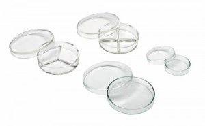 Petriskål med 4 rum klar glas Ø 100 mm*